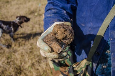 Truffle hunting private experience in Siena